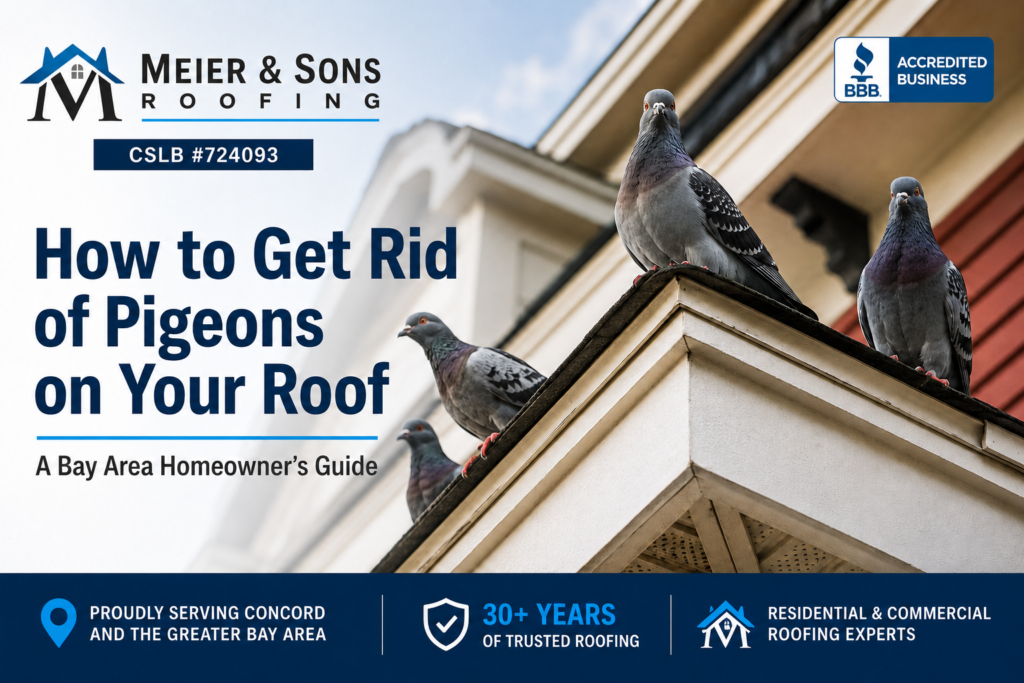 How to get rid of pigeons on your roof – Bay Area home with pigeons on the roof, Meier & Sons Roofing guide for homeowners.
