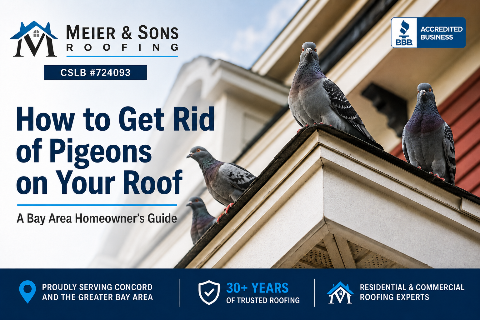 How to get rid of pigeons on your roof – Bay Area home with pigeons on the roof, Meier & Sons Roofing guide for homeowners.