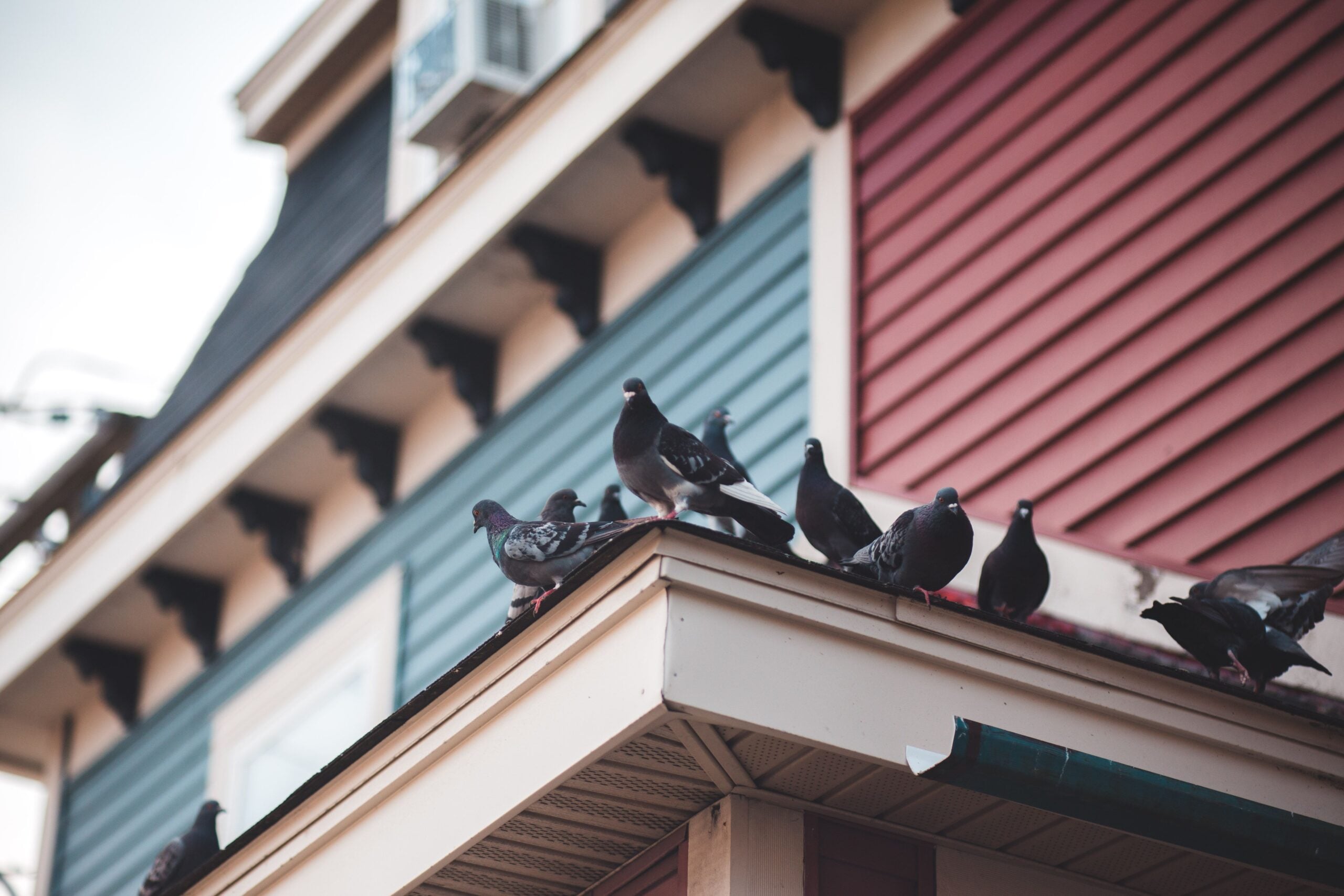 How to get rid of pigeons on your roof – Bay Area homeowner guide by Meier & Sons Roofing